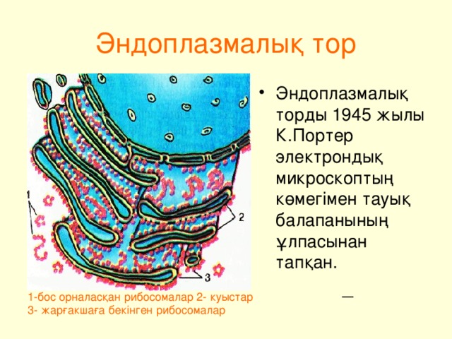 Эндоплазмалы қ тор Эндоплазмалық торды 1945 жылы К.Портер электрондық микроскоптың көмегімен тауық балапанының ұлпасынан тапқан. 1- бос орналасқан рибосомалар 2- куыстар 3- жарғакшаға бекінген рибосомалар 