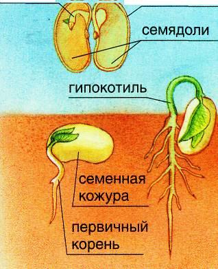 Фото семядоли огурца