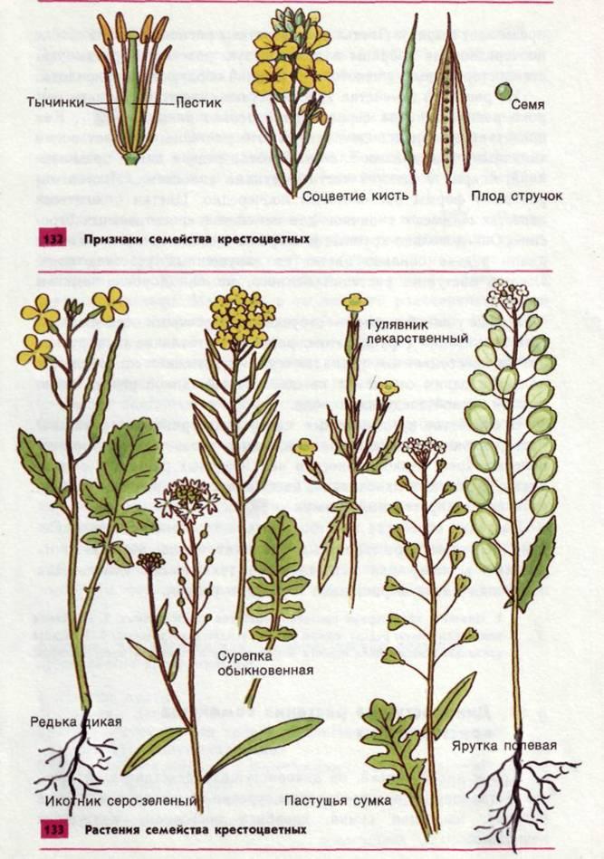 Используя рисунок 121 выделите основные особенности растений семейства крестоцветных