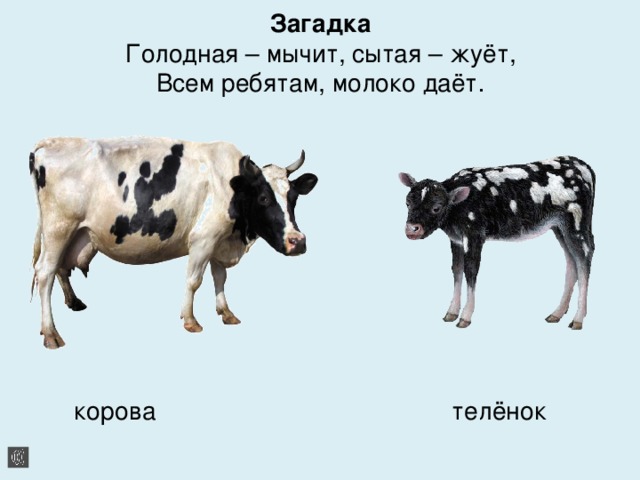 Загадка  Голодная – мычит, сытая – жуёт,  Всем ребятам, молоко даёт .    корова телёнок 