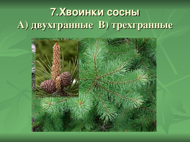 7.Хвоинки сосны  А) двухгранные В) трехгранные 