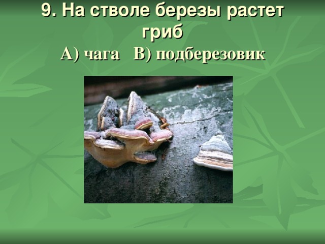 9. На стволе березы растет гриб  А) чага В) подберезовик 