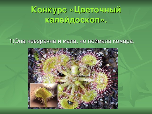 Конкурс «Цветочный калейдоскоп». 1)Она невзрачна и мала, но поймала комара. 