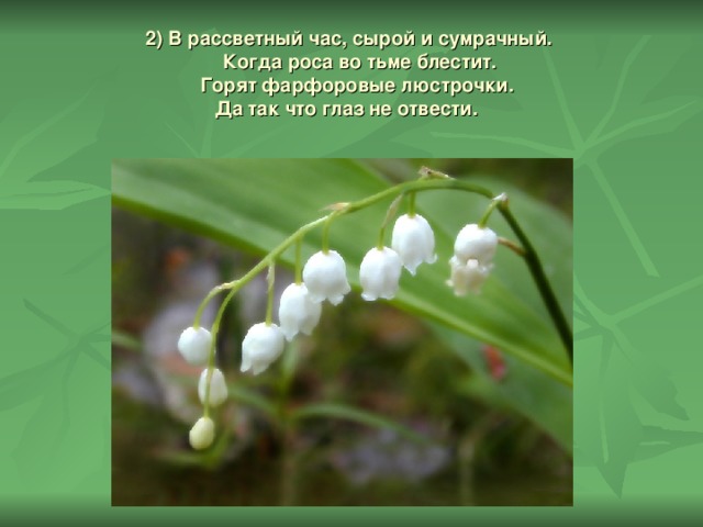 2) В рассветный час, сырой и сумрачный.  Когда роса во тьме блестит.  Горят фарфоровые люстрочки.  Да так что глаз не отвести.   