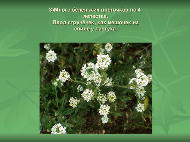 3)Много беленьких цветочков по 4  лепестка.  Плод стручёчек, как мешочек на  спине у пастуха.     