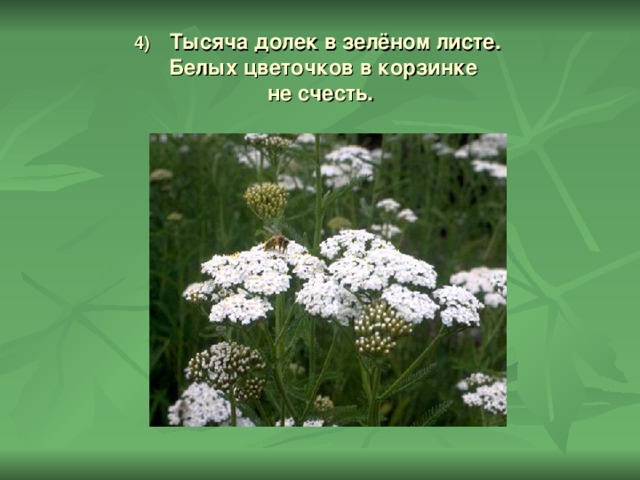 4) Тысяча долек в зелёном листе.  Белых цветочков в корзинке  не счесть.   