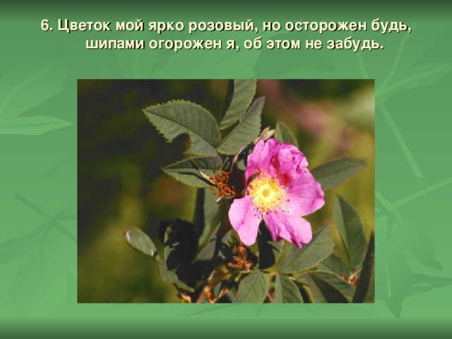 6. Цветок мой ярко розовый, но осторожен будь,  шипами огорожен я, об этом не забудь.   