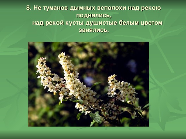 8. Не туманов дымных всполохи над рекою поднялись,  над рекой кусты душистые белым цветом занялись.   