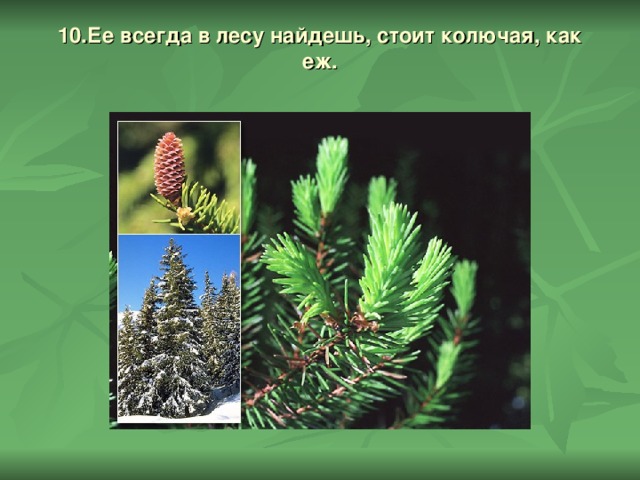 10.Ее всегда в лесу найдешь, стоит колючая, как еж.   