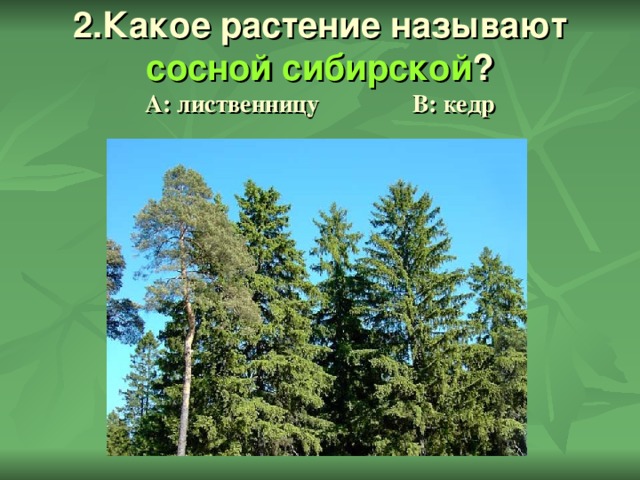 2.Какое растение называют сосной сибирской ?  А: лиственницу В: кедр 