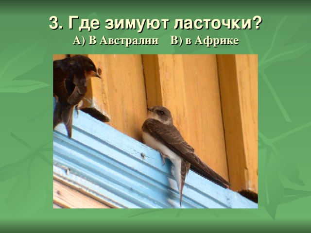 3. Где зимуют ласточки?  А) В Австралии В) в Африке 