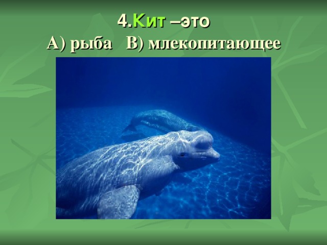 4. Кит –это  А) рыба В) млекопитающее 