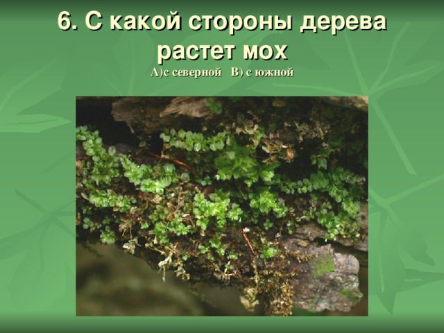 6. С какой стороны дерева растет мох  А)с северной В) с южной 