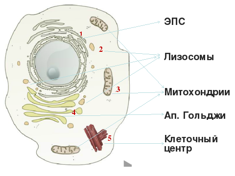 Рисунок животной клетки с подписями