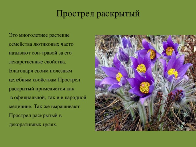 Растения занесенные в красную книгу самарской области с фото и описанием