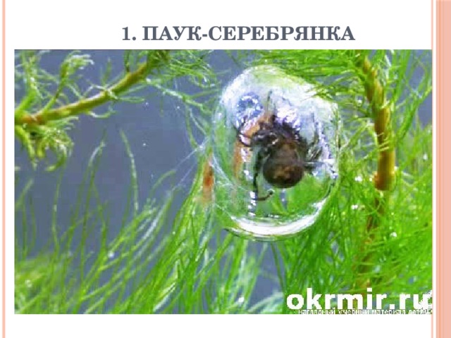 1. Паук-серебрянка 