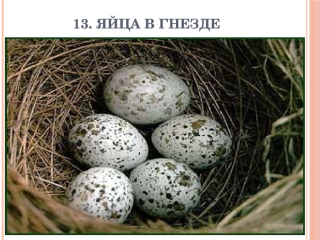 13. Яйца в гнезде 