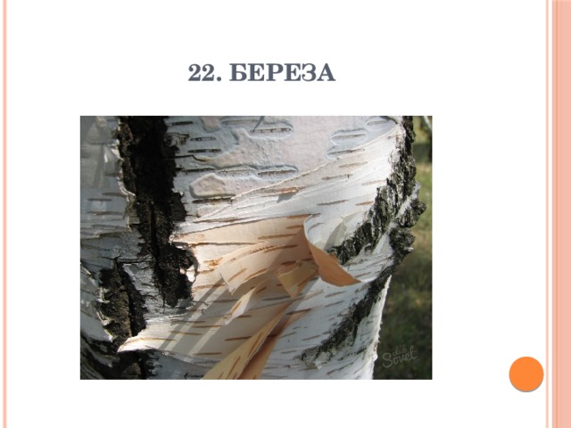 22. Береза 