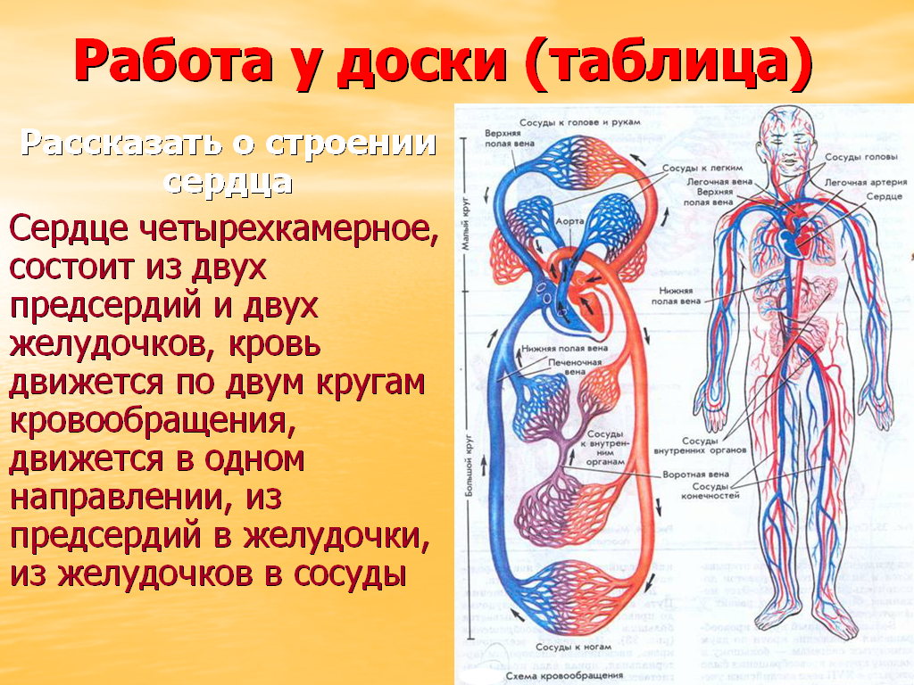 Круги кровообращения роль. Схема строения кровеносной системы. Кровеносная система человека органы и функции. Кровеносная система человека схема 8 класс биология. Кровеносная система сосуды сердце схема.