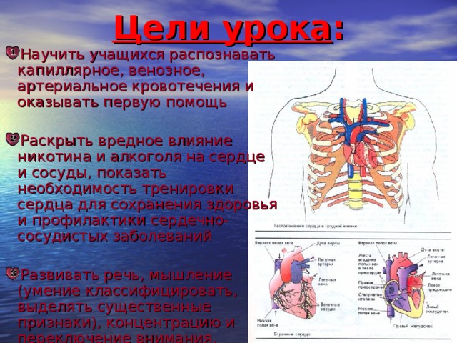 Тренируем сердце 5 класс обж презентация