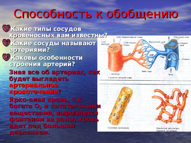 Способность к обобщению Какие типы сосудов кровеносных вам известны? Какие сосуды называют артериями? Каковы особенности строения артерий?  Зная все об артериях, как будет выглядеть артериальное кровотечение ?  Ярко-алая кровь, т.к. богата О 2 и питательными веществами, вырывается фонтаном из раны, кровь идет под большим давлением. 24 