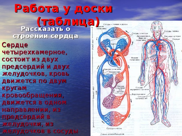 Работа у доски (таблица) Рассказать о строении сердца Сердце четырехкамерное, состоит из двух предсердий и двух желудочков, кровь движется по двум кругам кровообращения, движется в одном направлении, из предсердий в желудочки, из желудочков в сосуды 8 