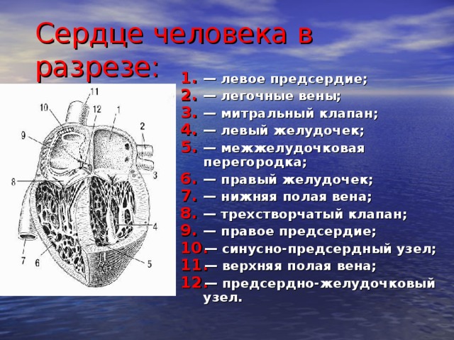 Сердце человека в разрезе:  — левое предсердие; — легочные вены; — митральный клапан; — левый желудочек; — межжелудочковая  перегородка; — правый желудочек; — нижняя полая вена; — трехстворчатый клапан; — правое предсердие; — синусно-предсердный узел; — верхняя полая вена; — предсердно-желудочковый  узел. 8 