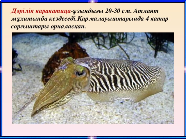 Дәрілік каракатица - ұзындығы 20-30 см. Атлант мұхитында кездеседі.Қармалауыштарында 4 қатар сорғыштары орналасқан. 