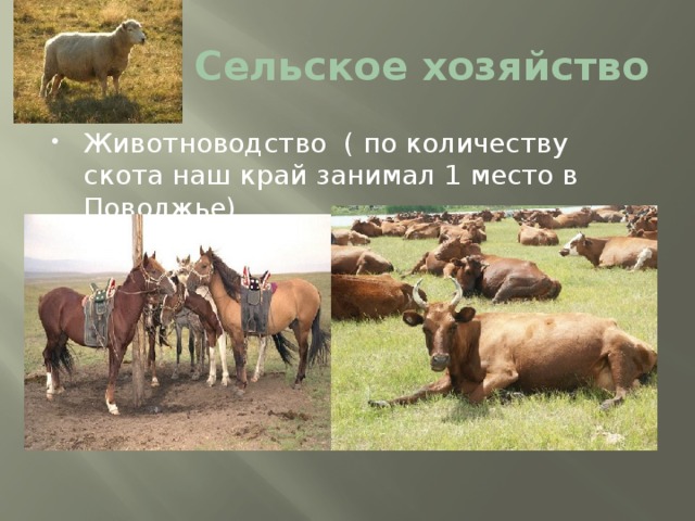 Сельское хозяйство Животноводство ( по количеству скота наш край занимал 1 место в Поволжье) 
