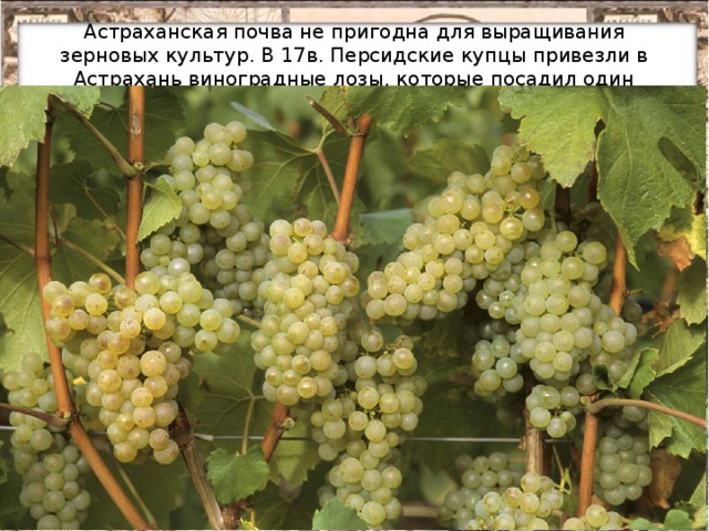 Астраханская почва не пригодна для выращивания зерновых культур. В 17в. Персидские купцы привезли в Астрахань виноградные лозы, которые посадил один монах . Вскоре появился целый виноградник.