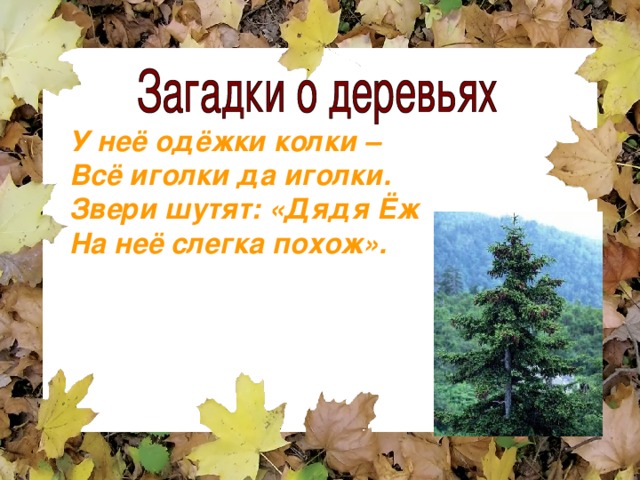 У неё одёжки колки – Всё иголки да иголки. Звери шутят: «Дядя Ёж На неё слегка похож». 