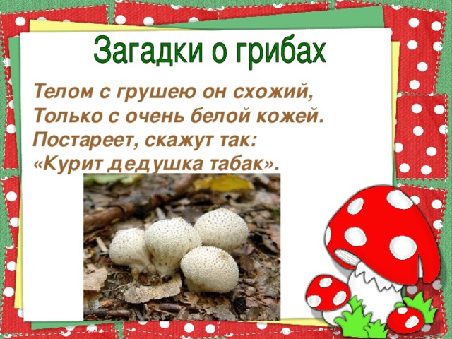 Телом с грушею он схожий, Только с очень белой кожей. Постареет, скажут так: «Курит дедушка табак».  