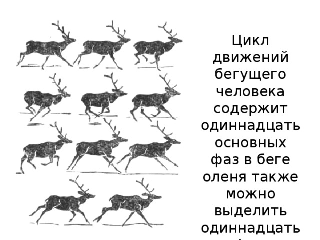 Цикл движений бегущего человека содержит одиннадцать основных фаз в беге оленя также можно выделить одиннадцать фаз 