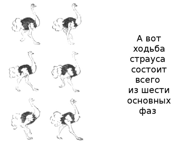 А вот ходьба страуса состоит всего из шести основных фаз 