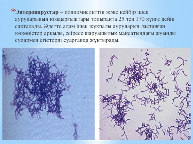 Энтеровирустар – полиомиелиттің және кейбір ішек ауруларының қоздырғыштары топырақта 25 тен 170 күнге дейін сақталады. Әдетте адам ішек жұқпалы ауруларын ластанған көкөністер арқылы, әсіресе шаруашылық мақсатындағы жуынды сулармен егістерді суарғанда жұқтырады. 