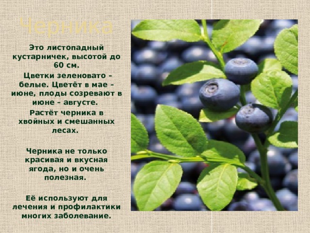 Черника Это листопадный кустарничек, высотой до 60 см.  Цветки зеленовато – белые. Цветёт в мае – июне, плоды созревают в июне – августе. Растёт черника в хвойных и смешанных лесах.  Черника не только красивая и вкусная ягода, но и очень полезная.  Её используют для лечения и профилактики многих заболевание. 