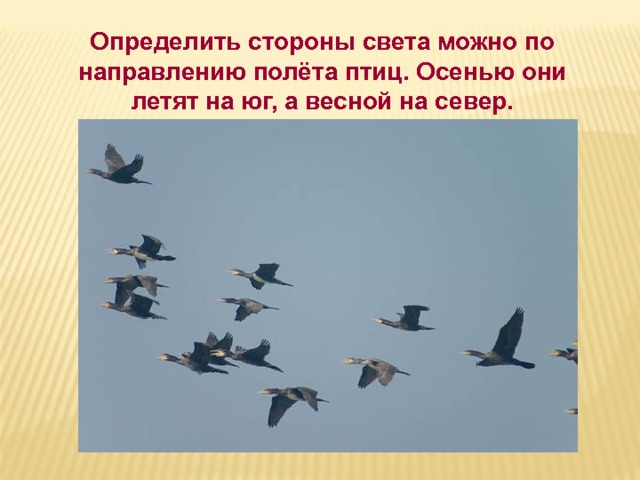 Определить стороны света можно по направлению полёта птиц. Осенью они летят на юг, а весной на север. 