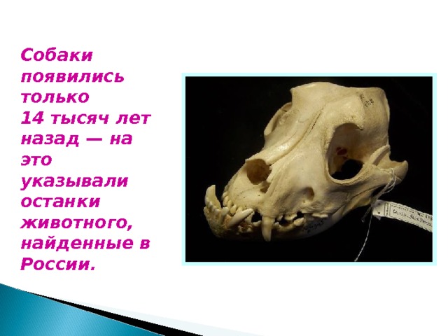 Собаки появились только 14 тысяч лет назад — на это указывали останки животного, найденные в России. 