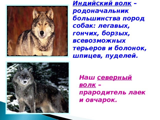 Индийский волк – родоначальник большинства пород собак: легавых, гончих, борзых, всевозможных терьеров и болонок, шпицев, пуделей. Наш северный волк – прародитель лаек и овчарок. 