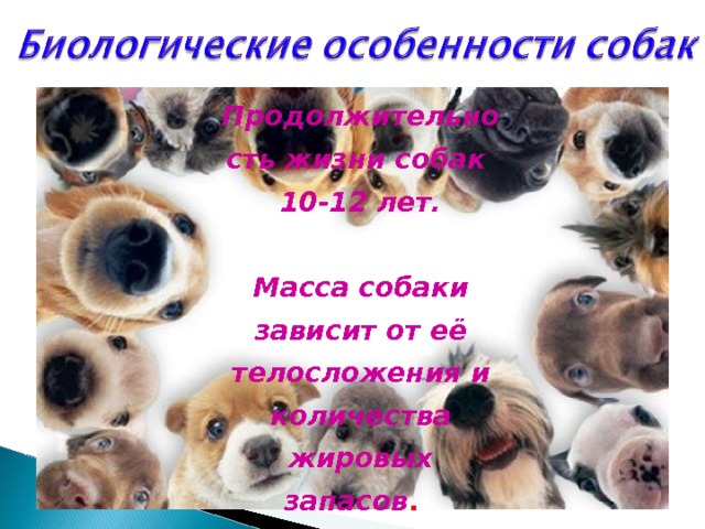 Продолжительность жизни собак 10-12 лет.  Масса собаки зависит от её телосложения и количества жировых запасов . 