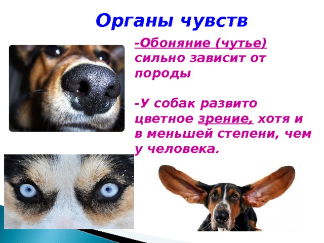 Обоняние у собак. Органы чувств собаки. Органы чувств собаки кратко. Обоняние собаки. Изучение органов чувств собаки.