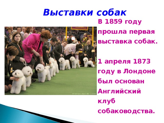 Выставки собак В 1859 году прошла первая выставка собак.  1 апреля 1873 году в Лондоне был основан Английский клуб собаководства. 