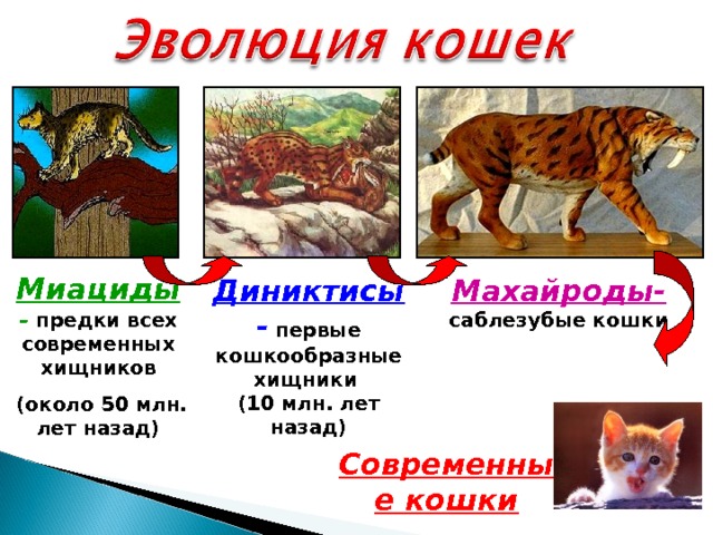 Миациды  – предки всех современных хищников  (около 50 млн. лет назад) Диниктисы -  первые кошкообразные хищники Махайроды- саблезубые кошки (10 млн. лет назад) Современные кошки 