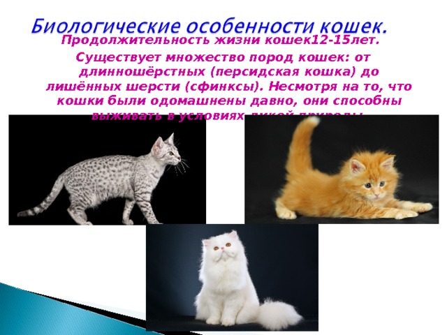  Продолжительность жизни кошек12-15лет. Существует множество пород кошек: от длинношёрстных (персидская кошка) до лишённых шерсти (сфинксы). Несмотря на то, что кошки были одомашнены давно, они способны выживать в условиях дикой природы. 