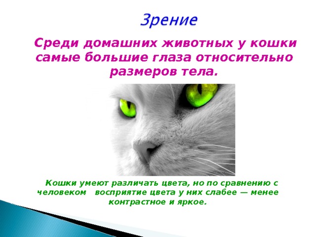  Среди домашних животных у кошки самые большие глаза относительно размеров тела. Кошки умеют различать цвета, но по сравнению с человеком восприятие цвета у них слабее — менее контрастное и яркое.  