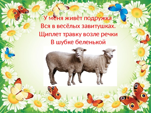  У меня живёт подружка  Вся в весёлых завитушках.  Щиплет травку возле речки  В шубке беленькой 