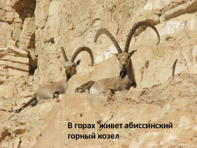 В горах живет абиссинский горный козел   