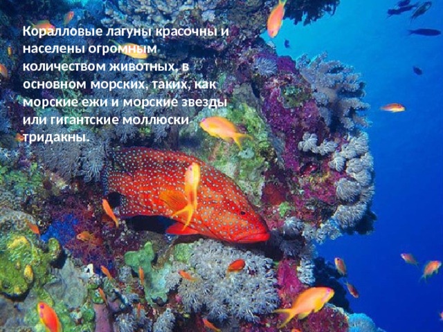 Коралловые лагуны красочны и населены огромным количеством животных, в основном морских, таких, как морские ежи и морские звезды или гигантские моллюски тридакны. 