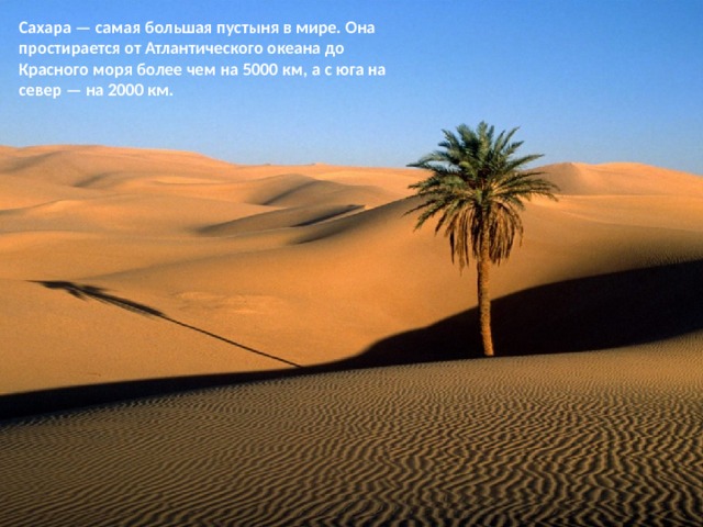 Сахара — самая большая пу­стыня в мире. Она простирается от Атлантического океана до Красного моря более чем на 5000 км, а с юга на север — на 2000 км. 