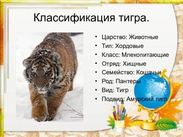 Классификация тигра. Царство: Животные   Тип: Хордовые Класс: Млекопитающие Отряд: Хищные Семейство: Кошачьи Род: Пантеры Вид: Тигр Подвид: Амурский тигр 